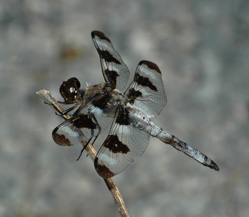 Male
2006_09_23_Walker